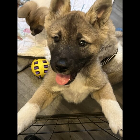 Akita - Both