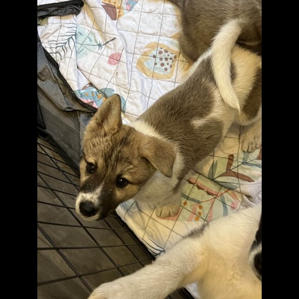 Akita - Both