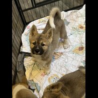Akita - Both