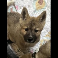 Akita - Both