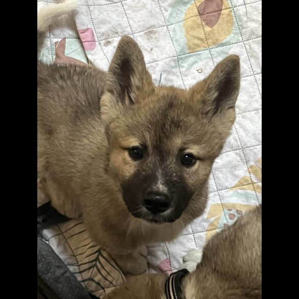 Akita - Both