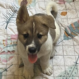 Akita - Both
