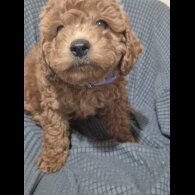 Cockapoo - Dogs
