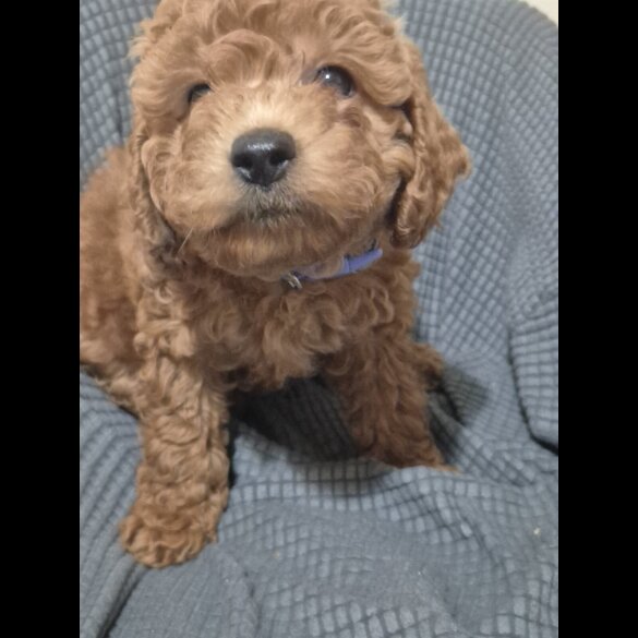 Cockapoo - Dogs