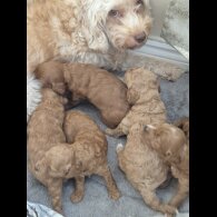Cockapoo - Dogs