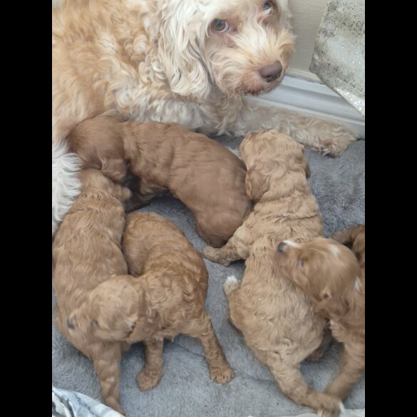 Cockapoo - Dogs