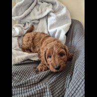 Cockapoo - Dogs