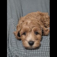 Cockapoo - Dogs