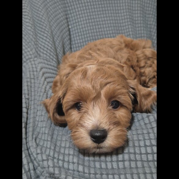 Cockapoo - Dogs
