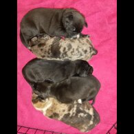 American Bulldog - Both