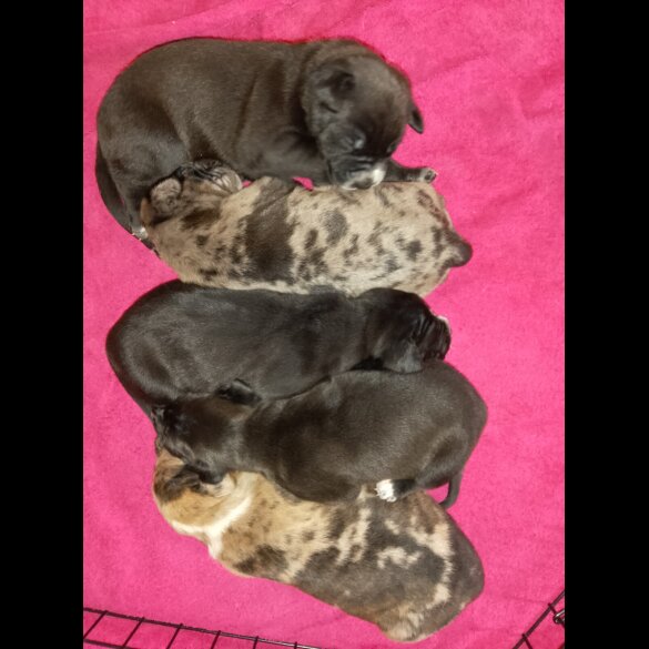 American Bulldog - Both