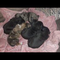 American Bulldog - Both