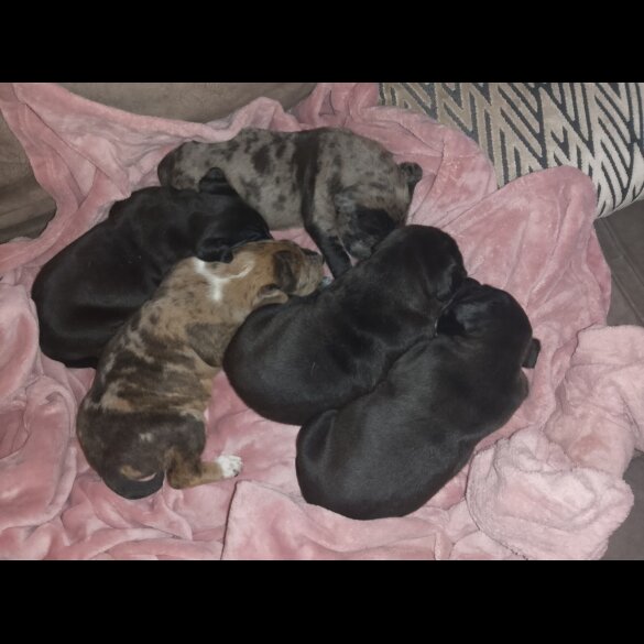 American Bulldog - Both