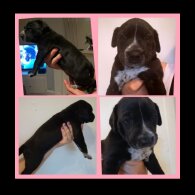 American Bulldog - Both