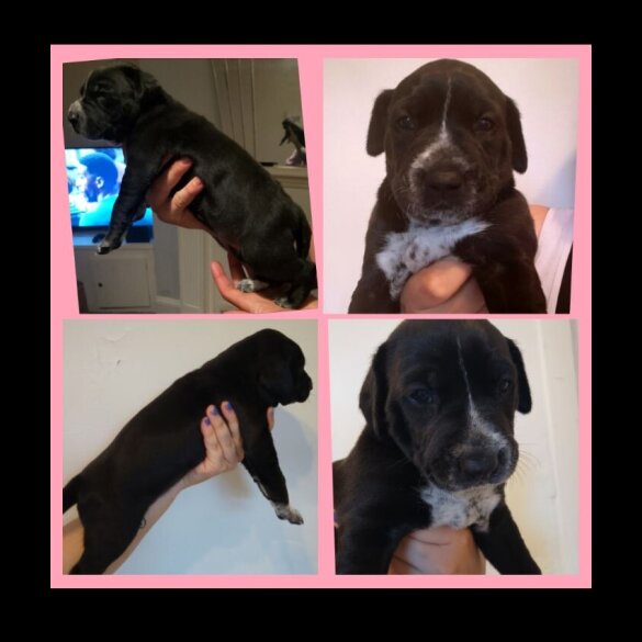 American Bulldog - Both