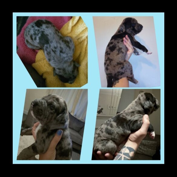 American Bulldog - Both