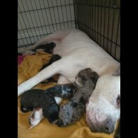 American Bulldog - Both