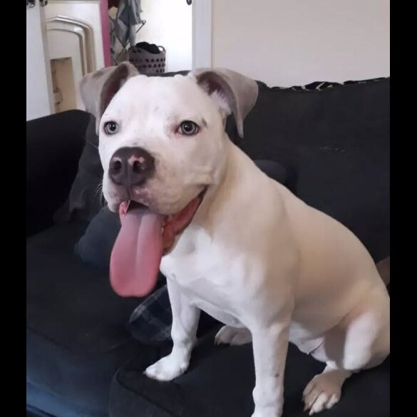 American Bulldog - Both