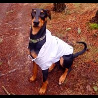 American Bulldog - Both