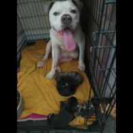 American Bulldog - Both