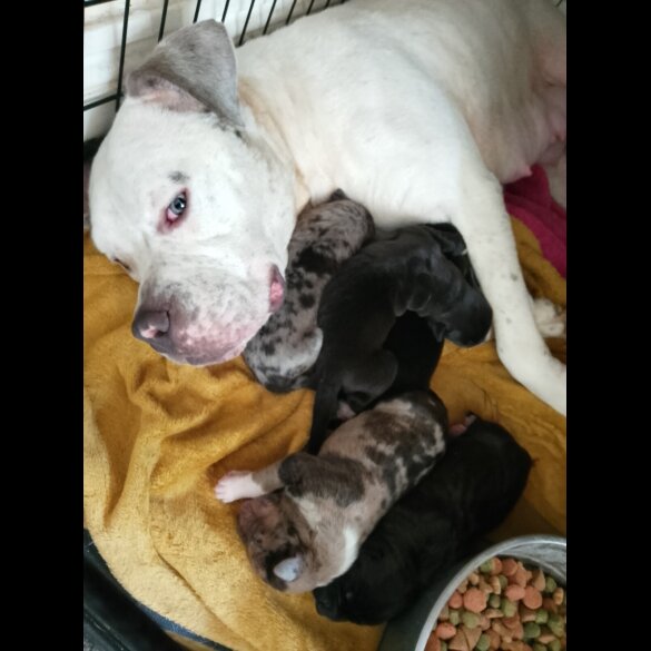 American Bulldog - Both