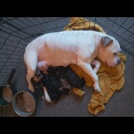 American Bulldog - Both