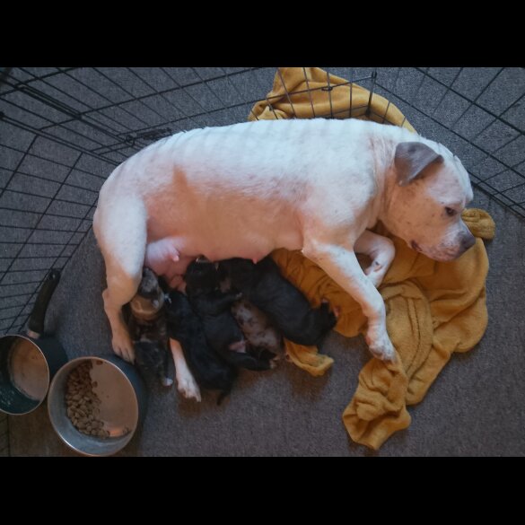 American Bulldog - Both