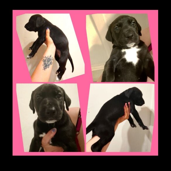 American Bulldog - Both