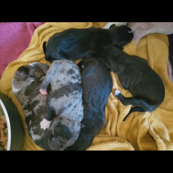 American Bulldog - Both