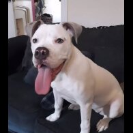 American Bulldog - Bitches