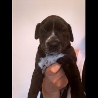 American Bulldog - Bitches