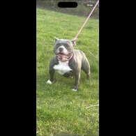 American Bulldog - Dogs