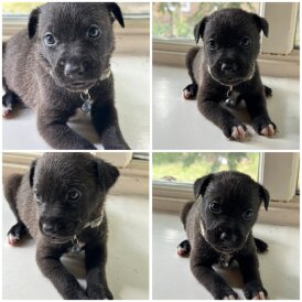 Staffordshire Bull Terrier - Both