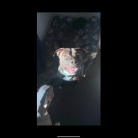Staffordshire Bull Terrier - Both