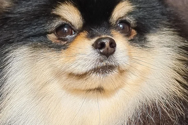 Pomeranian