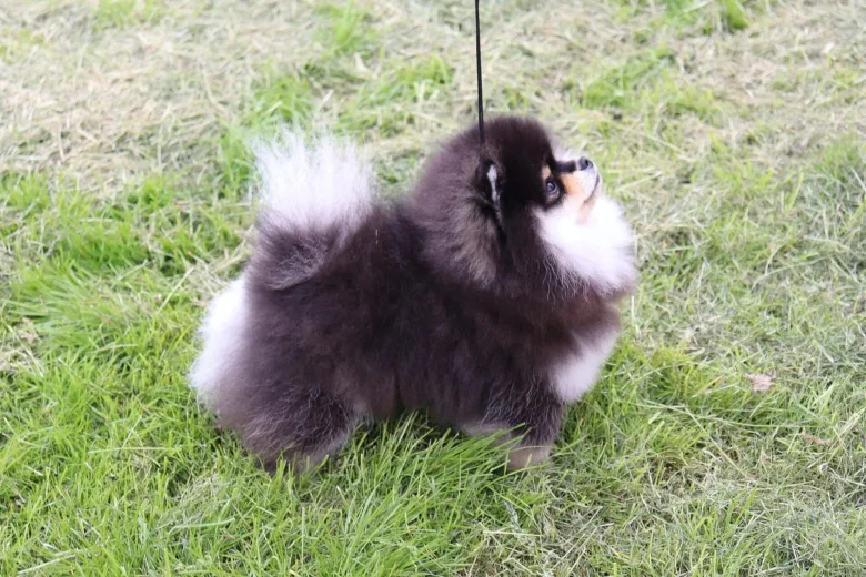 Pomeranian