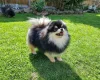 Pomeranian