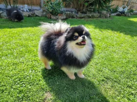 Pomeranian