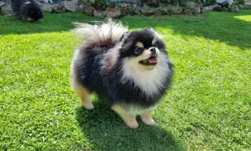 Pomeranian