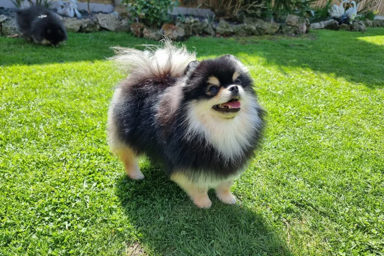 Pomeranian