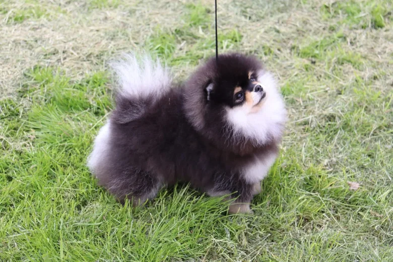 Pomeranian