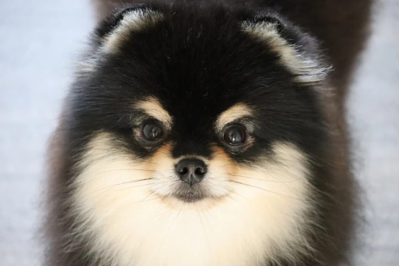 Pomeranian