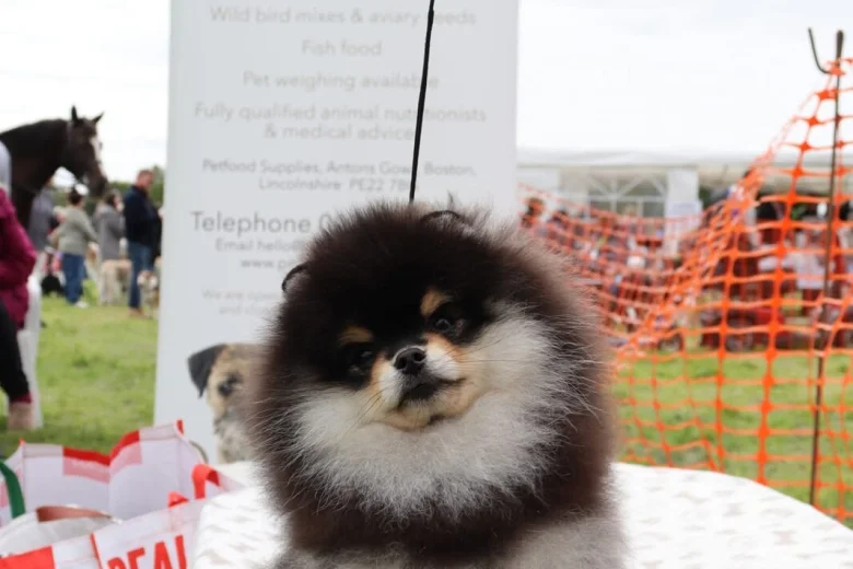 Pomeranian