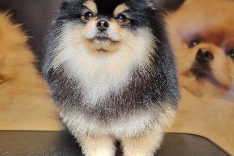 Pomeranian