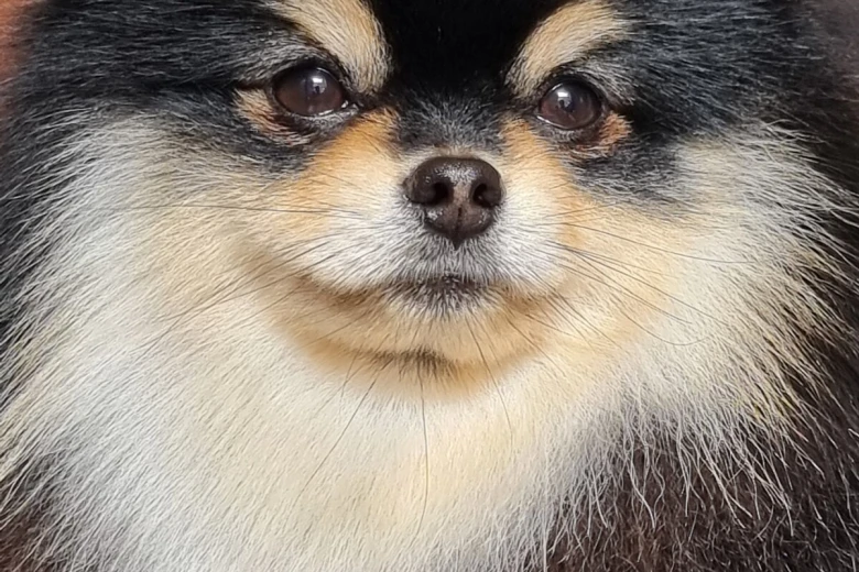 Pomeranian
