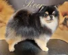 Pomeranian