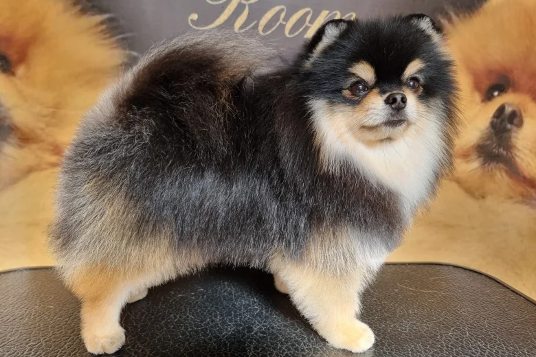 Pomeranian