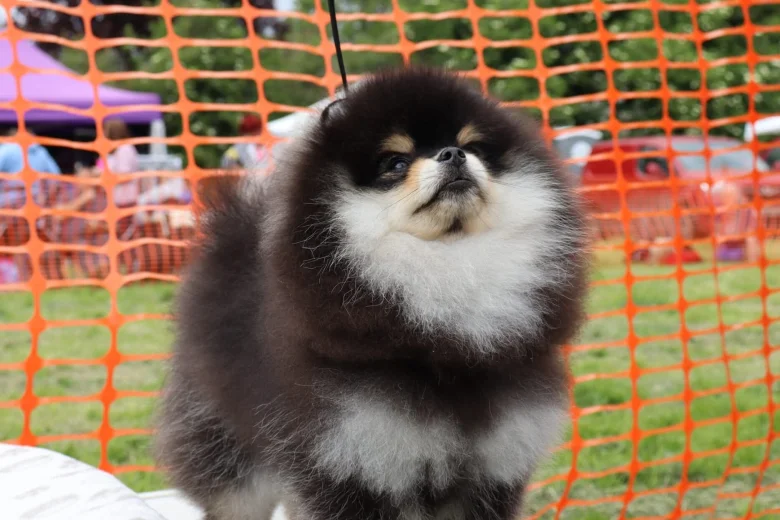 Pomeranian