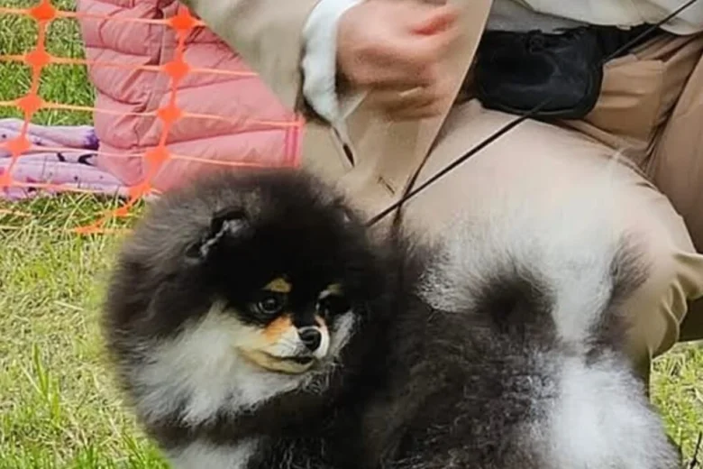 Pomeranian