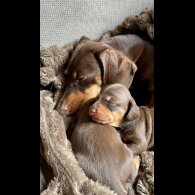 Dachshund (Standard &amp; Miniature) - Both